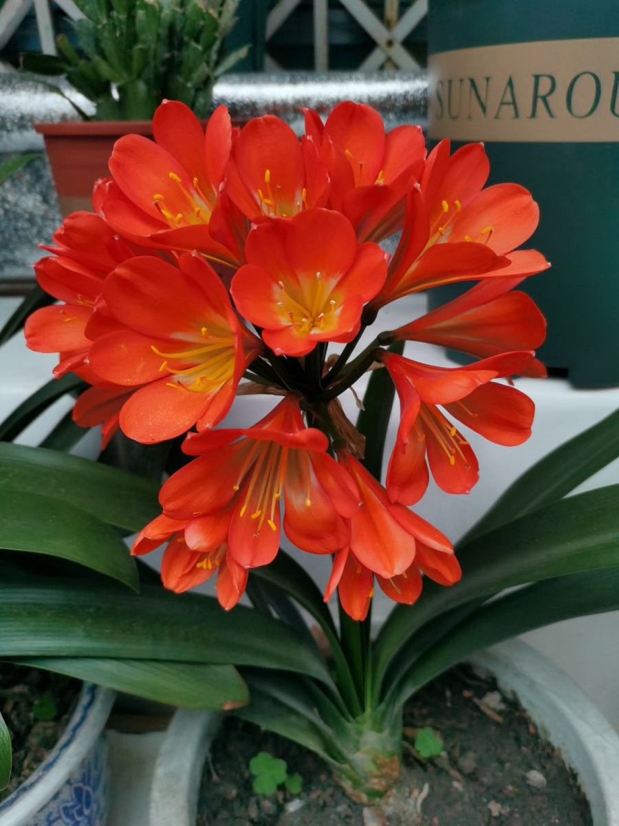 7 cay canh goi tai loc phu quy, song lau hon con nguoi