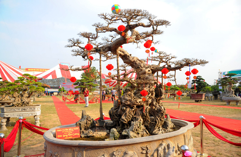 Ngắm cây vú sữa dáng rồng cổ quái, vợ chồng hô 3 tỷ đồng - Hình 8 Ngam cay vu sua dang rong co quai, vo chong ho 3 ty dong-Hinh-8