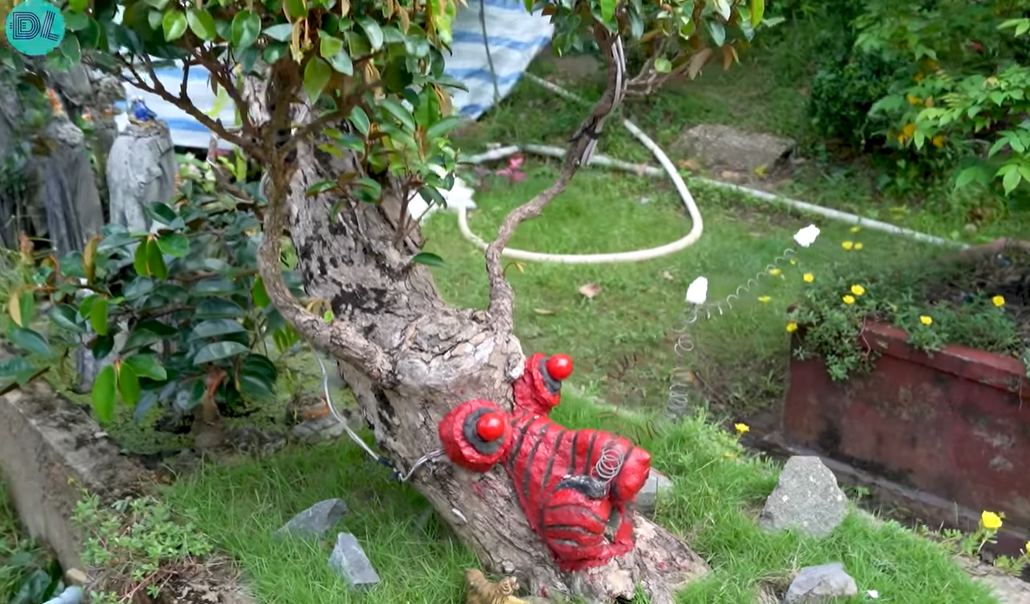 Ngắm cây vú sữa dáng rồng cổ quái, vợ chồng hô 3 tỷ đồng - Hình 3 Ngam cay vu sua dang rong co quai, vo chong ho 3 ty dong-Hinh-3