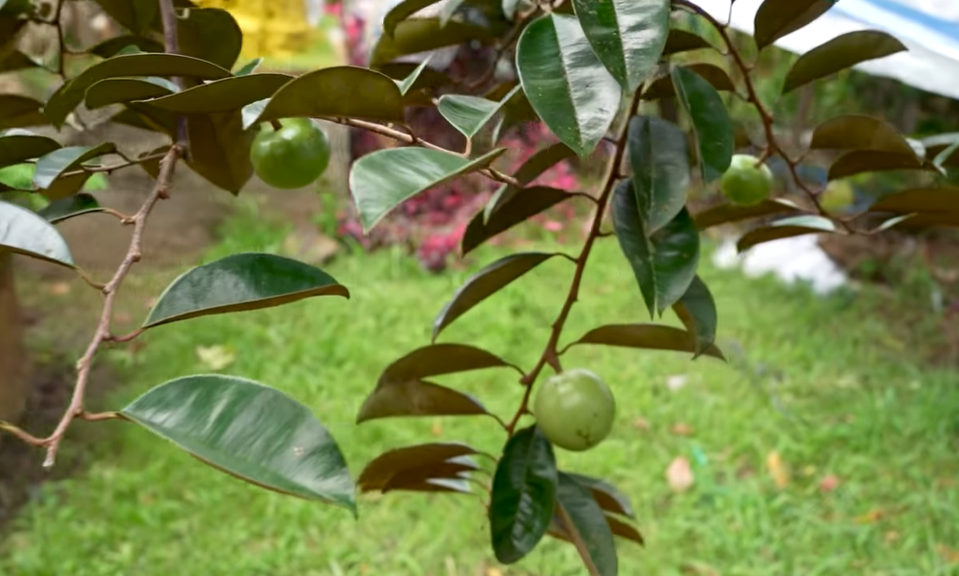 Ngắm cây vú sữa dáng rồng cổ quái, vợ chồng hô 3 tỷ đồng - Hình 7 Ngam cay vu sua dang rong co quai, vo chong ho 3 ty dong-Hinh-7