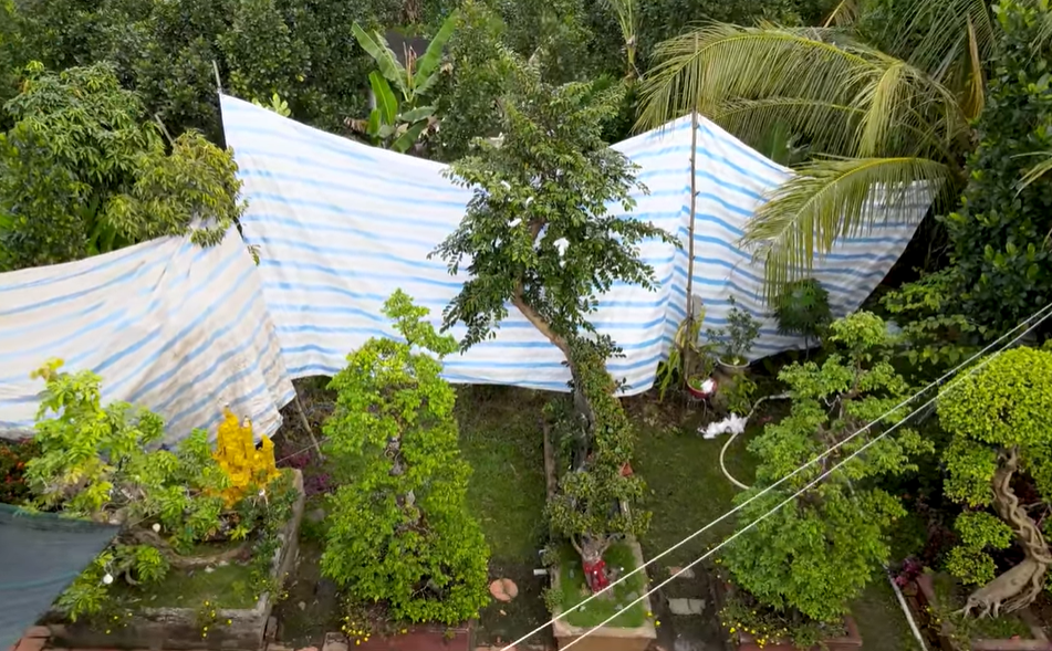 Ngắm cây vú sữa dáng rồng cổ quái, vợ chồng hô 3 tỷ đồng Ngam cay vu sua dang rong co quai, vo chong ho 3 ty dong