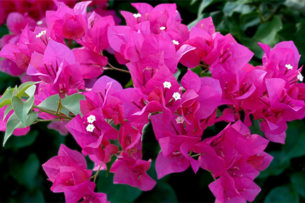 Người chồng tôi vốn tin tưởng hoàn toàn đã ngoại tình ảnh 1