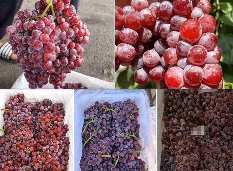 Nho Trung Quoc do ve cho Viet, co loai gia re nhu khoai lang