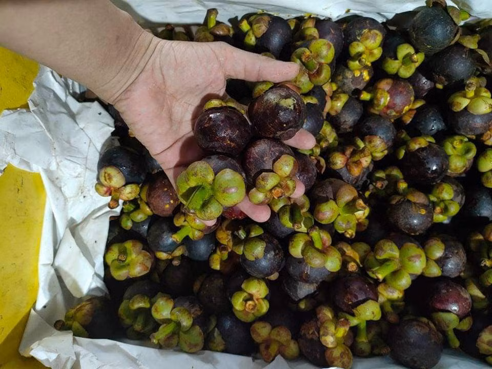 Măng cụt ngập chợ, cách chọn để 10 quả ngon ngọt cả 10 ảnh 3