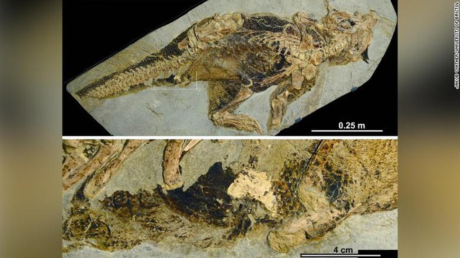 Hoa thach tiet lo cach khung long giao phoi va di ve sinh