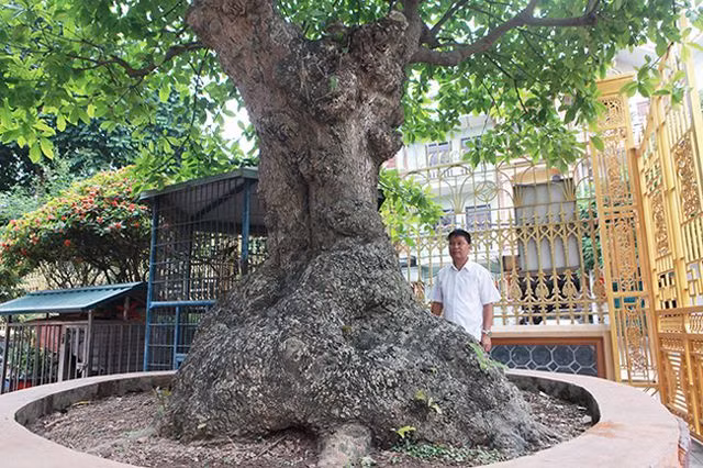 Cay loc vung tich tu phat loc thu hut nguoi yeu cay canh-Hinh-2