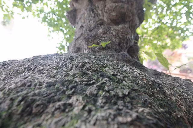 Cay loc vung tich tu phat loc thu hut nguoi yeu cay canh-Hinh-4