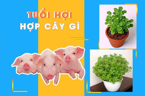 Loại cây phong thủy mà tuổi Hợi nên trồng trong nhà để thu hút tài lộc Loai cay phong thuy ma tuoi Hoi nen trong trong nha de thu hut tai loc