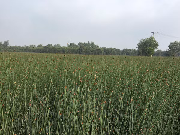 Lấy cây cỏ về đan túi, khách trong và ngoài nước đều muốn mua - 1