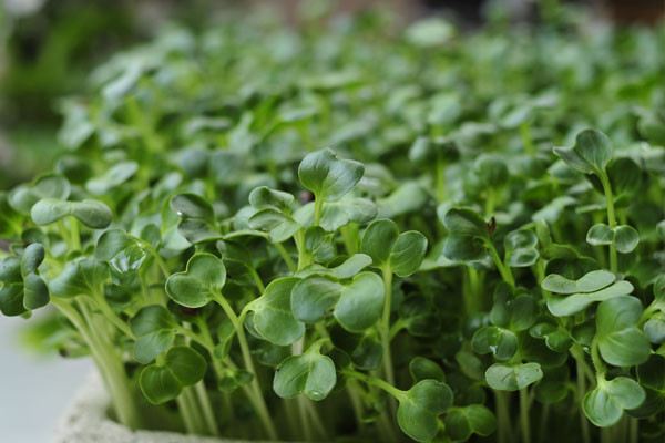 Nhung thuc pham an song se vo cung hai suc khoe