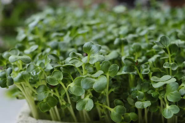 Nhung thuc pham an song se vo cung hai suc khoe