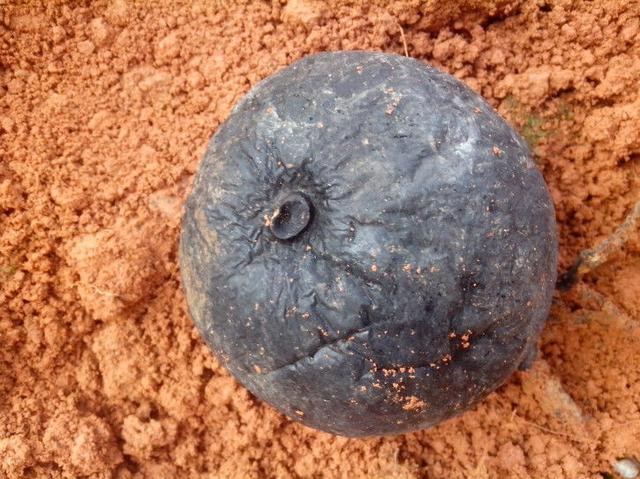 Di rung dao duoc cuc da, tuong thu vut di ai ngo la 