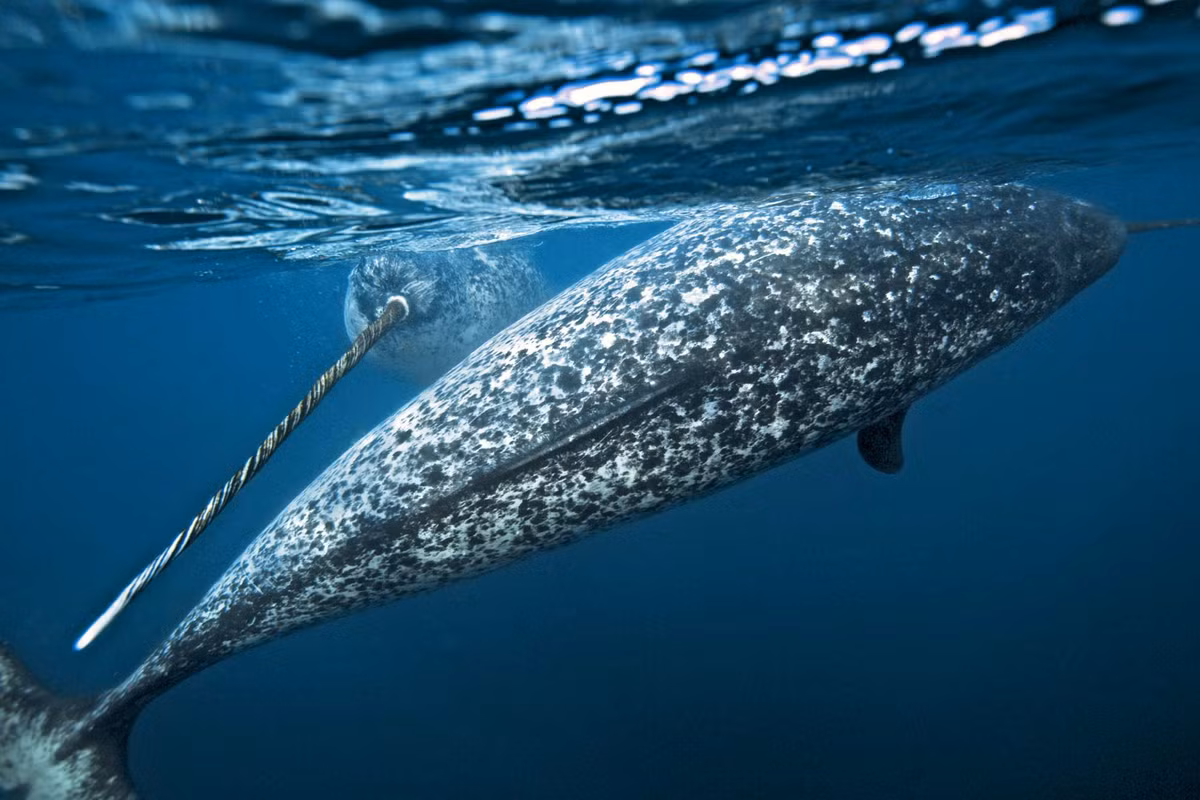 Ai bao rang dong vat co 