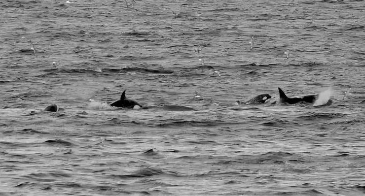 Ai bảo rằng động vật có "sừng" đều là loài ăn cỏ! - Hình 7 Ai bao rang dong vat co