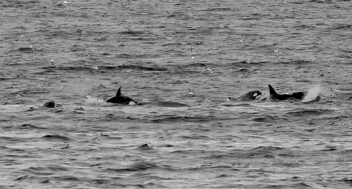 Ai bao rang dong vat co 