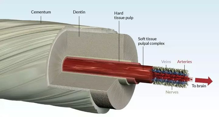 Ai bảo rằng động vật có "sừng" đều là loài ăn cỏ! - Hình 4 Ai bao rang dong vat co