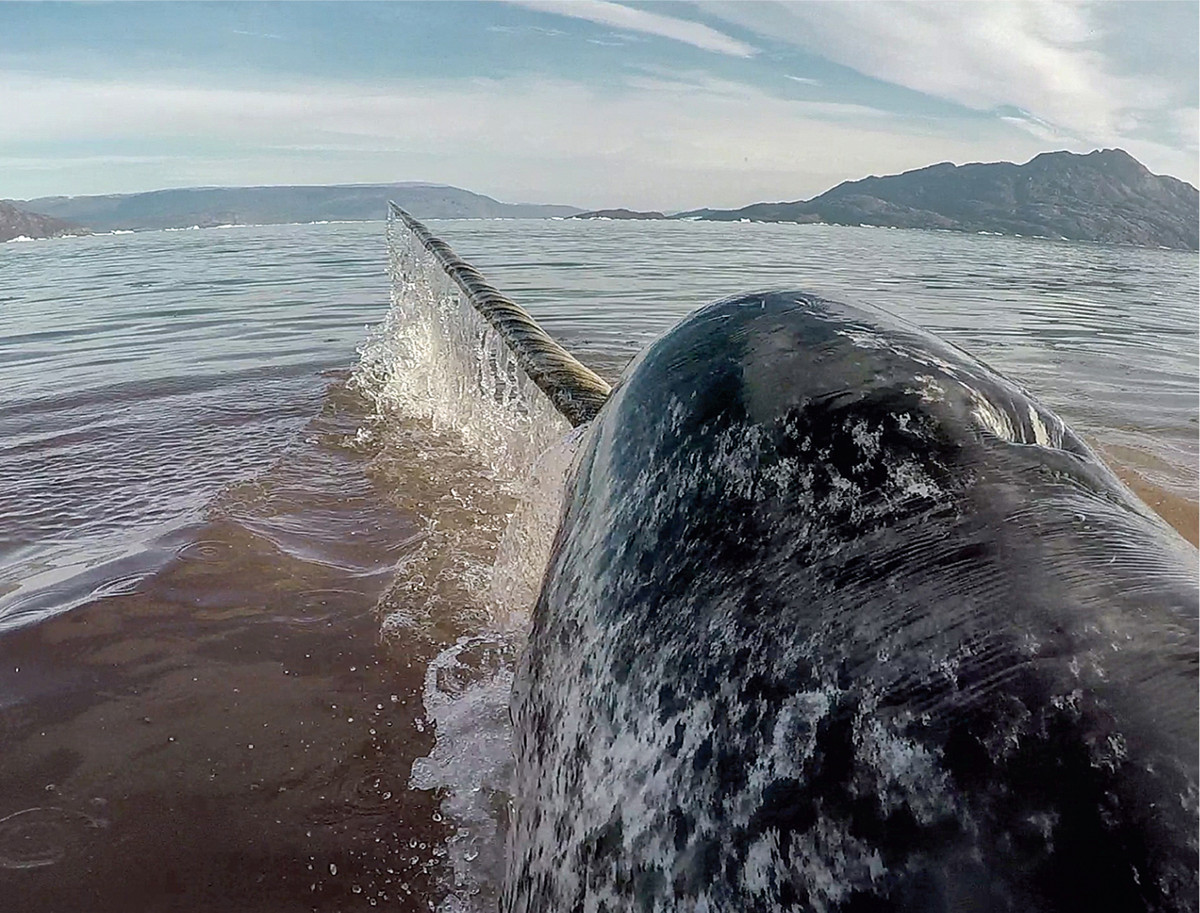 Ai bảo rằng động vật có "sừng" đều là loài ăn cỏ! - Hình 6 Ai bao rang dong vat co