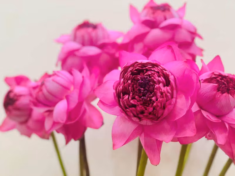 Hoa sen ngan canh chao he, chi em Ha thanh rao riet lung mua-Hinh-4