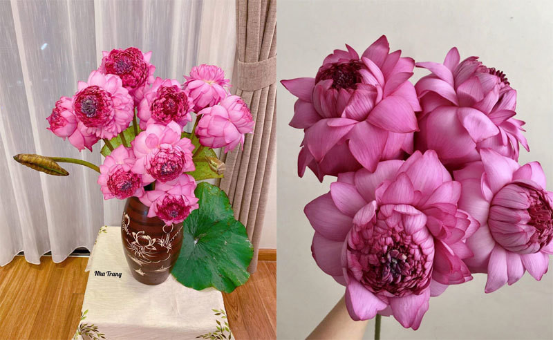 Hoa sen ngan canh chao he, chi em Ha thanh rao riet lung mua-Hinh-5