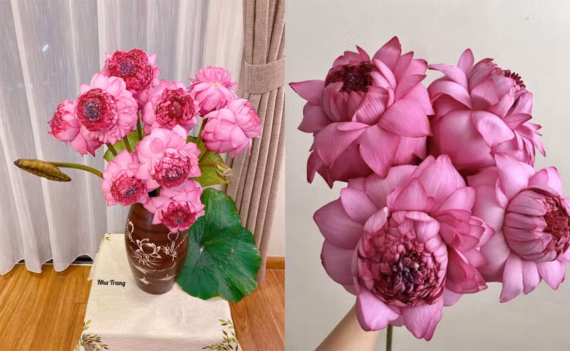 Hoa sen ngan canh chao he, chi em Ha thanh rao riet lung mua-Hinh-5