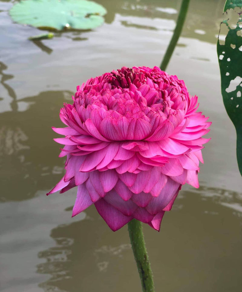 Hoa sen ngan canh chao he, chi em Ha thanh rao riet lung mua