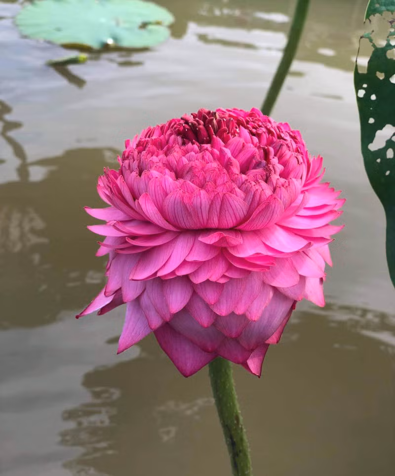 Hoa sen ngan canh chao he, chi em Ha thanh rao riet lung mua