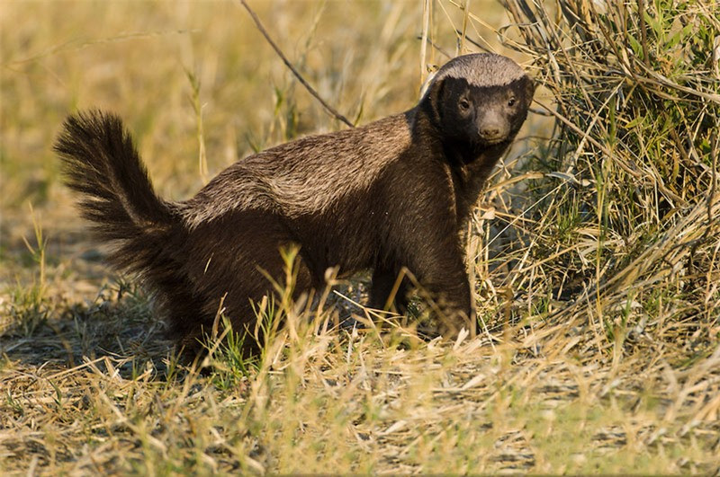 Nó là động vật ăn thịt ít bị săn bắt trong tự nhiên do có lớp da dày có khả năng phòng bị khá dữ dội.