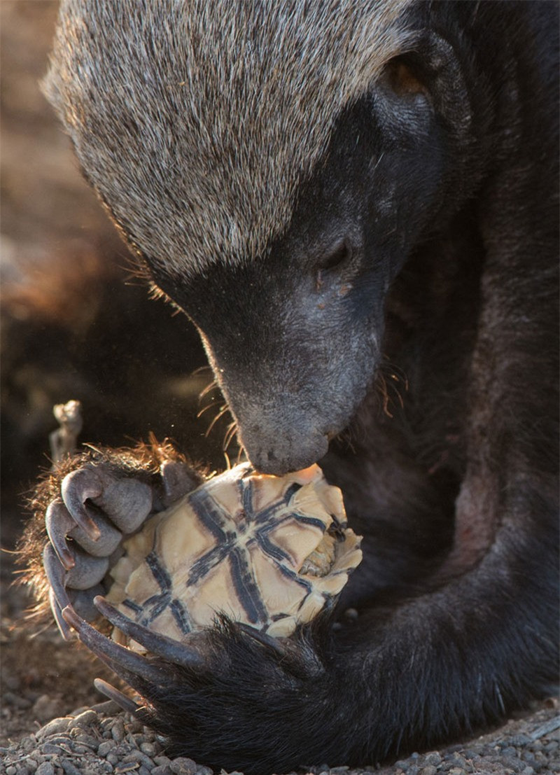 ó quan sát kỹ con rùa trước khi ăn thịt.