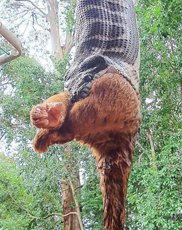 Trăn khổng lồ treo lơ lửng trên mái nhà, miệng ngoạm chặt con chồn ảnh 1