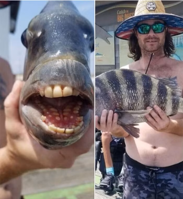 Bat duoc con ca co ham rang ky la