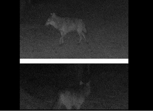 Con soi xam lang thang mot minh trong dem tim ban tinh