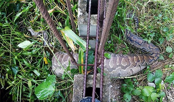 Trăn "khủng" mắc kẹt giữa hàng rào vì bụng to bất thường ảnh 2