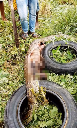 Trăn "khủng" mắc kẹt giữa hàng rào vì bụng to bất thường ảnh 4