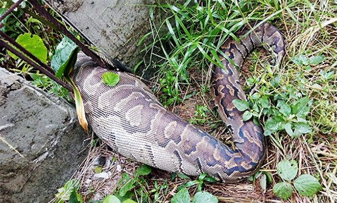Trăn "khủng" mắc kẹt giữa hàng rào vì bụng to bất thường ảnh 1