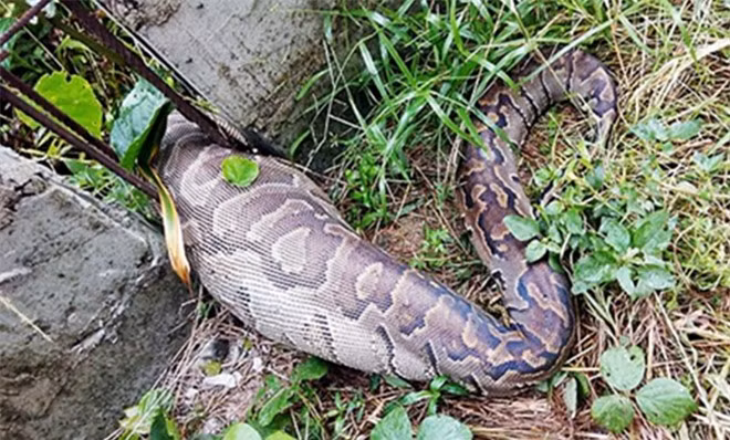 Trăn "khủng" mắc kẹt giữa hàng rào vì bụng to bất thường ảnh 1