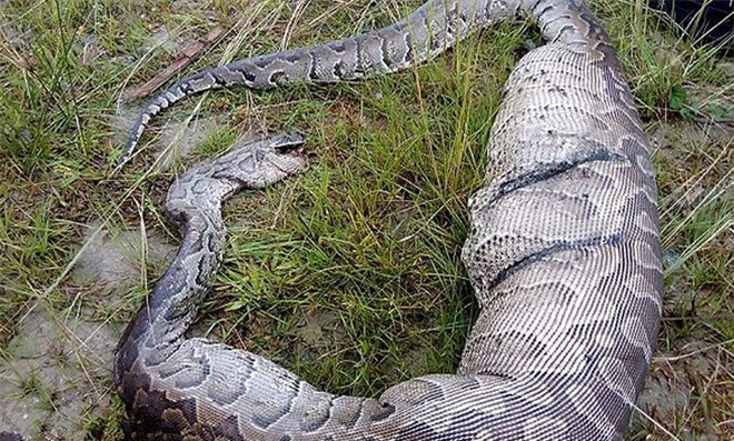 Trăn "khủng" mắc kẹt giữa hàng rào vì bụng to bất thường ảnh 3