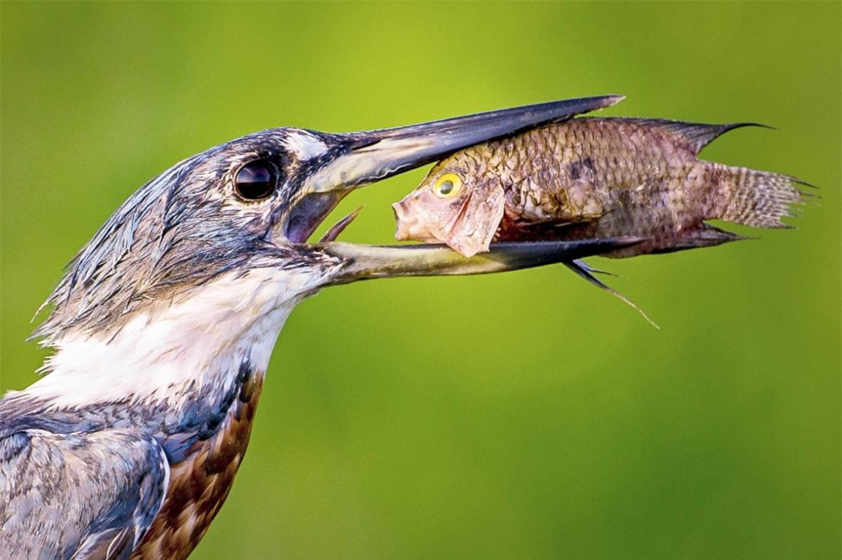 Nhiếp ảnh gia Txema Garcia đến từ Laseca Palma, Tây Ban Nha đã ghi lại cảnh một chú cá đang rất kinh ngạc khi mắc kẹt và trở thành bữa ăn của một chú chim bói cá.