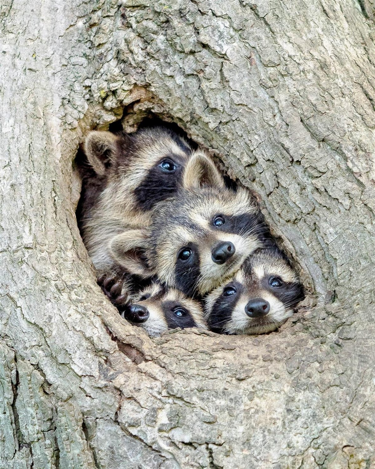 Chồn mẹ và những chú chồn con tò mò ló mặt ra từ một hốc cây ở tây nam Ontario, Canada trong bức ảnh thú vị của nhiếp ảnh gia Kevin Biskaborn.
