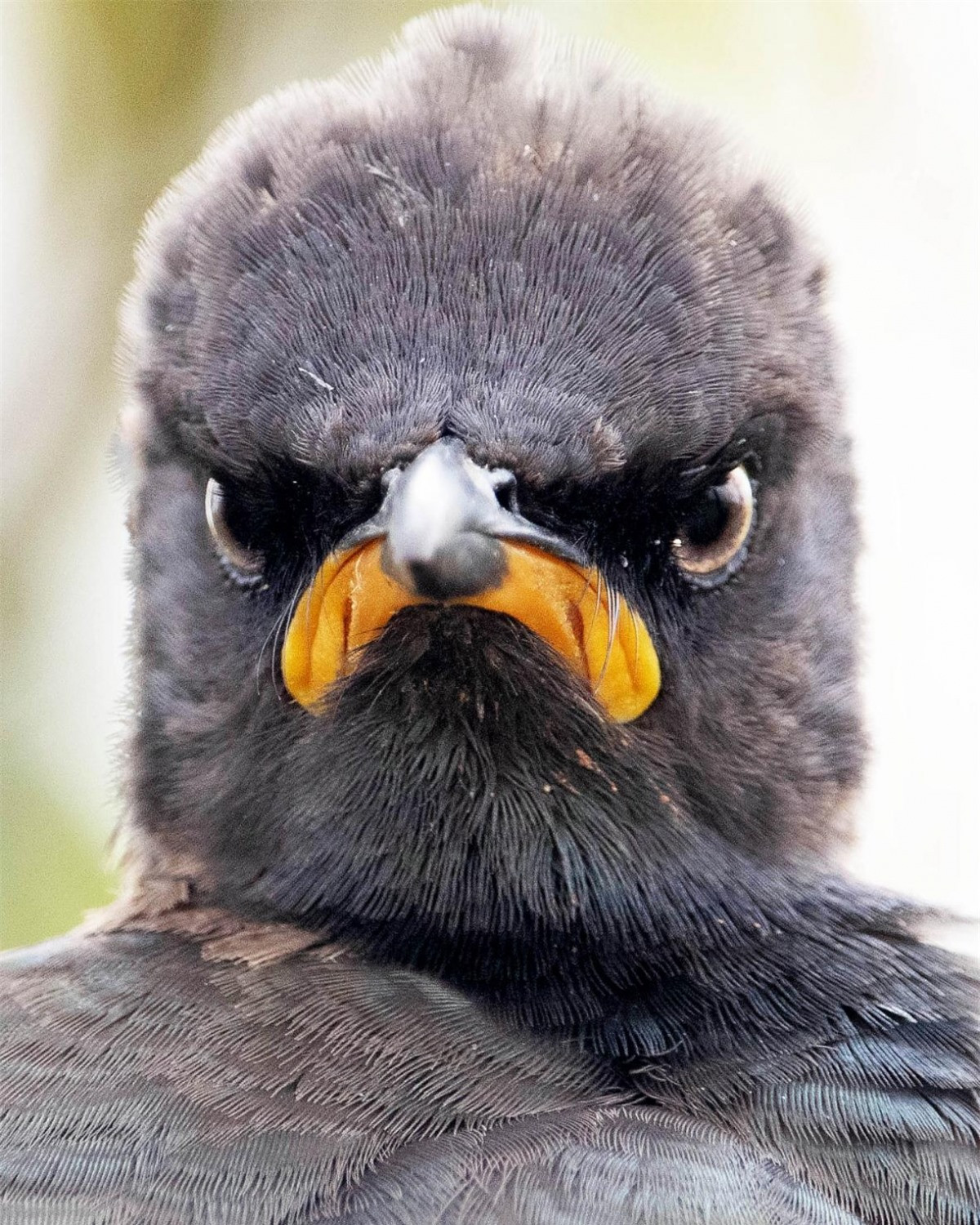 Biểu cảm khó chịu của chú sáo khoang châu Á tại Vườn Dự trữ Tự nhiên Ritvlei trong bức ảnh của Andrew Mayes đến từ Nam Phi đã được gọi một cách hài hước là "tâm trạng vào mỗi sáng thứ Hai". 