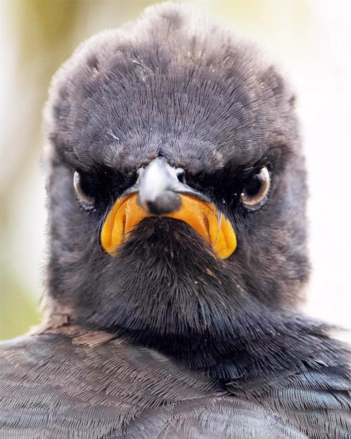 Biểu cảm khó chịu của chú sáo khoang châu Á tại Vườn Dự trữ Tự nhiên Ritvlei trong bức ảnh của Andrew Mayes đến từ Nam Phi đã được gọi một cách hài hước là "tâm trạng vào mỗi sáng thứ Hai". 