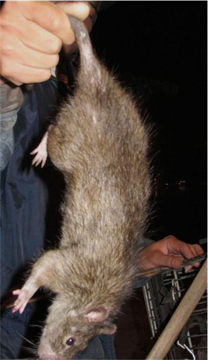 Đặc điểm của cống cỏ là chân hồng, đuôi đen. Chuột cống kêu éc éc, còn cống cỏ hung dữ, khè như rắn hổ.