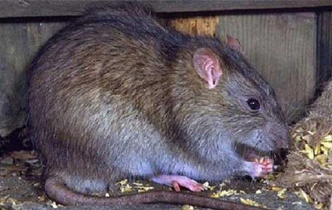 Nhắc đến chuột cống, nhiều người cảm giác rùng mình khi nghĩ đến sự bẩn thỉu, hôi tanh mà chúng mang lại do sinh sống ở cống rãnh. 
