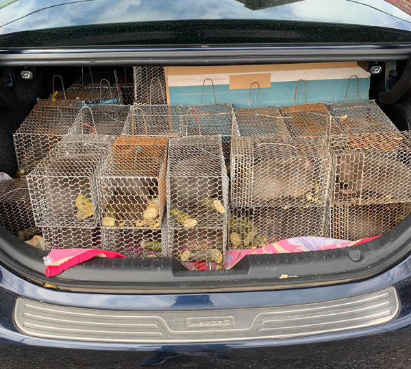 Khoi nghiep tu 20 trieu dong, 9x thu ve 50 trieu dong/thang-Hinh-3