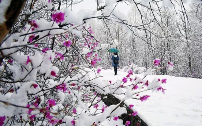Hoa Đỗ quyên tấp nập trên phố, trong nhà nhiều chị em yêu hoa Hoa Do quyen tap nap tren pho, trong nha nhieu chi em yeu hoa
