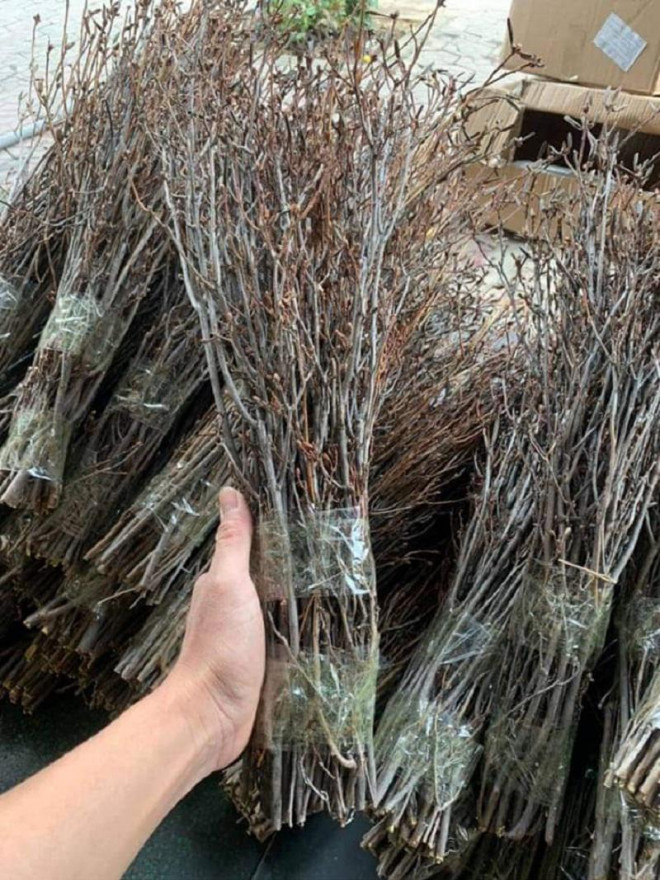 Hoa Do quyen tap nap tren pho, trong nha nhieu chi em yeu hoa-Hinh-2