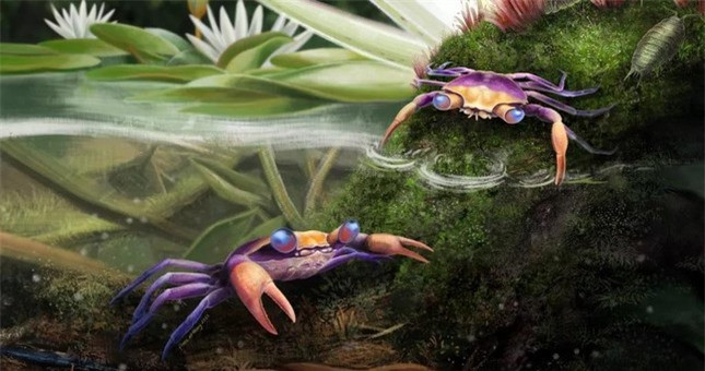 Phát hiện giống cua "bất tử" tí hon được giấu trong hổ phách ảnh 1