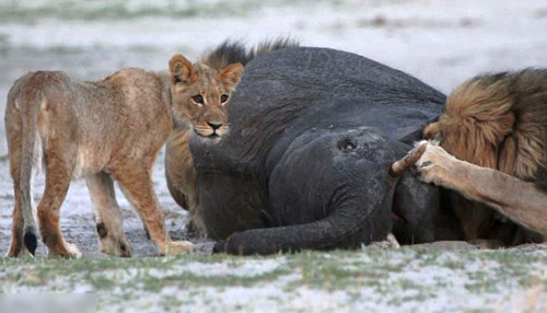 Voi con di lac thanh moi ngon cho su tu-Hinh-3