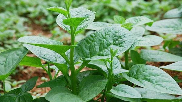 Cho dai an rau mung toi theo cach nay keo ruoc benh-Hinh-2