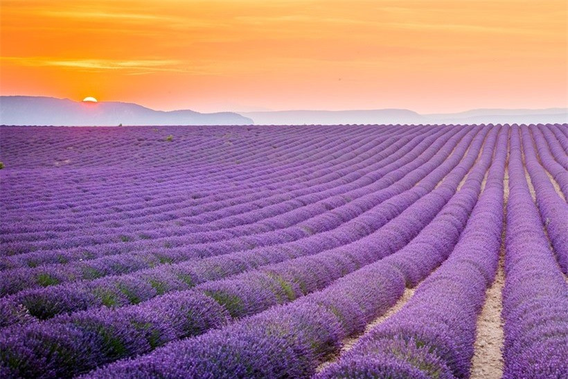 Màu tím dịu nhẹ của cánh đồng oải hương ở Provence, một trong những nơi đẹp nhất nước Pháp.