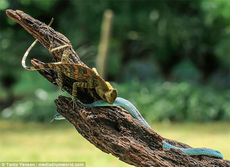 Sau một hồi chiến đấu, cuối cùng rắn lục phải rời đi với vết thương chi chít trên người do tắc kè hoa để lại. 